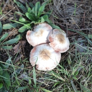 Agaricus sp. at Hawker, ACT - 13 May 2022