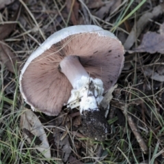 Agaricus sp. at Hawker, ACT - 13 May 2022