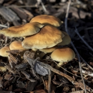 Hypholoma sp. at Higgins, ACT - 16 May 2022