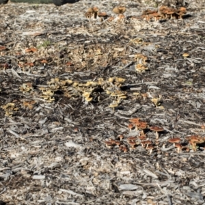 Hypholoma sp. at Higgins, ACT - 16 May 2022