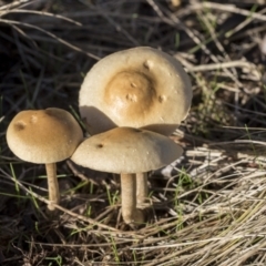 Hypholoma sp. at Higgins, ACT - 16 May 2022