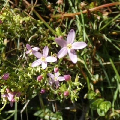 Centaurium sp. (Centaury) at Watson, ACT - 16 Apr 2022 by Amata