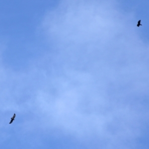 Aquila audax at Symonston, ACT - 21 May 2022 01:25 PM