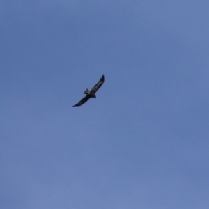 Aquila audax at Symonston, ACT - 21 May 2022 01:25 PM