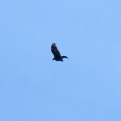 Aquila audax at Symonston, ACT - 21 May 2022 01:25 PM