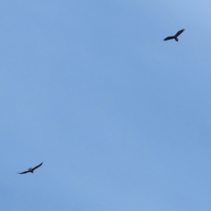 Aquila audax at Symonston, ACT - 21 May 2022 01:25 PM