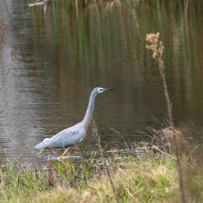 Egretta novaehollandiae (White-faced Heron) at Penrose, NSW - 21 May 2022 by Aussiegall