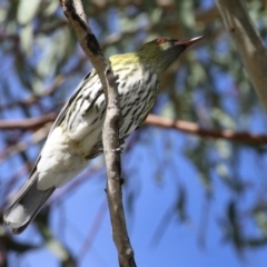 Oriolus sagittatus at Jerrabomberra, ACT - 21 May 2022 01:34 PM