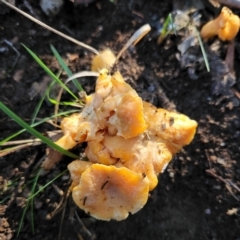 Cantharellus sp. at Aranda Bushland - 22 May 2022 by NathanaelC