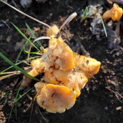 Cantharellus sp. at Aranda Bushland - 22 May 2022 by NathanaelC