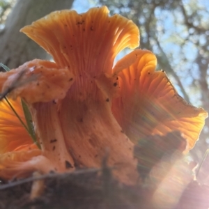 Cantharellus sp. at Molonglo Valley, ACT - 22 May 2022