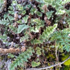 Cheilanthes distans (Bristly Cloak Fern) at Cooma, NSW - 20 May 2022 by mahargiani