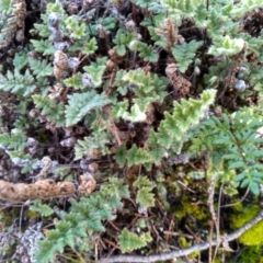 Cheilanthes distans (Bristly Cloak Fern) at Cooma, NSW - 20 May 2022 by mahargiani