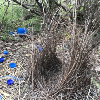 Ptilonorhynchus violaceus (Satin Bowerbird) at Jerrabomberra, NSW - 22 May 2022 by Mavis