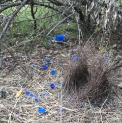 Ptilonorhynchus violaceus at Jerrabomberra, NSW - 22 May 2022