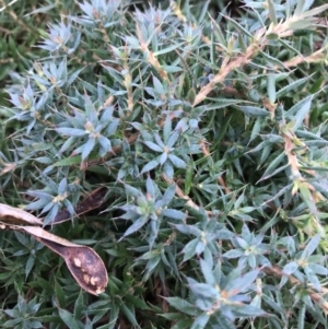 Styphelia humifusum at Jerrabomberra, NSW - 22 May 2022