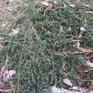 Styphelia humifusum at Jerrabomberra, NSW - 22 May 2022