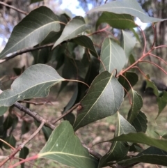 Brachychiton populneus (Kurrajong) at Jerrabomberra, NSW - 22 May 2022 by Mavis