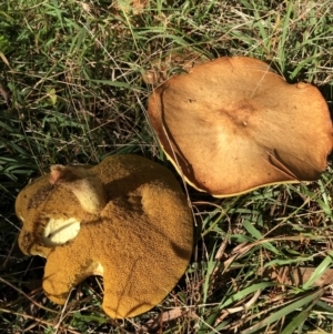 Suillus sp. at Jerrabomberra, NSW - 22 May 2022