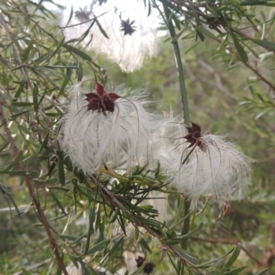 Clematis leptophylla (Small-leaf Clematis, Old Man's Beard) at Tidbinbilla Nature Reserve - 23 Jan 2022 by michaelb