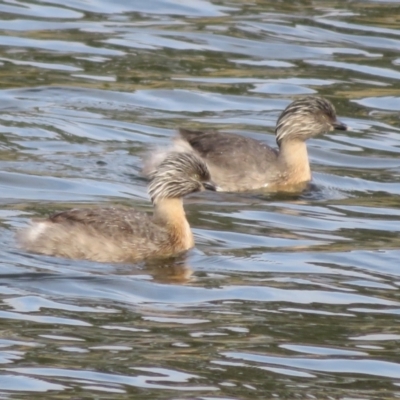 Poliocephalus poliocephalus (Hoary-headed Grebe) at Dunlop, ACT - 20 May 2022 by Christine