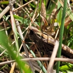 Caledia captiva (grasshopper) at Fraser, ACT - 22 May 2022 by trevorpreston