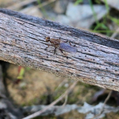 Tapeigaster sp. (genus) (Fungus fly, Heteromyzid fly) at Wodonga, VIC - 22 May 2022 by KylieWaldon