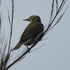 Oriolus sagittatus at Dunlop, ACT - 20 May 2022