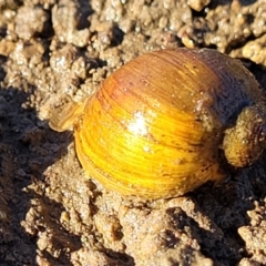 Isidorella hainesii (Haine’s pouch snail) at Fraser, ACT - 22 May 2022 by trevorpreston