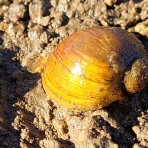 Isidorella hainesii at Fraser, ACT - 22 May 2022