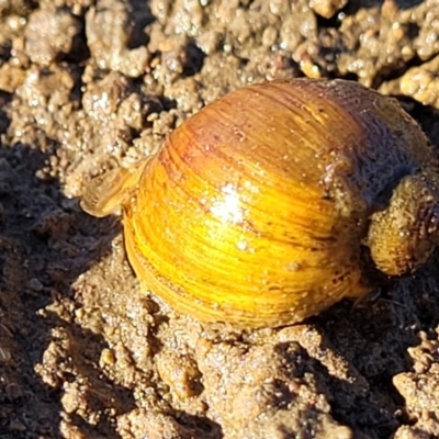 Isidorella hainesii (Haine’s pouch snail) at Dunlop Grasslands - 22 May 2022 by trevorpreston