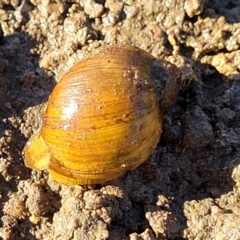 Isidorella hainesii at Fraser, ACT - 22 May 2022