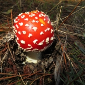 Amanita muscaria at Molonglo Valley, ACT - 19 May 2022