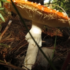 Amanita muscaria at Molonglo Valley, ACT - 19 May 2022 01:45 PM