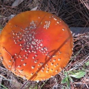 Amanita muscaria at Molonglo Valley, ACT - 19 May 2022 01:45 PM