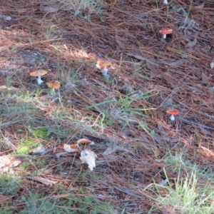 Amanita muscaria at Molonglo Valley, ACT - 19 May 2022 01:45 PM