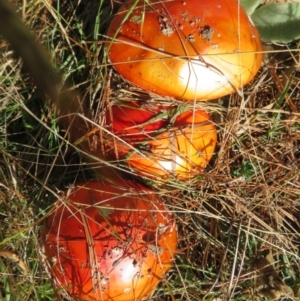 Amanita muscaria at Molonglo Valley, ACT - 19 May 2022 01:45 PM