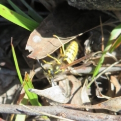 Vespula germanica (German Yellowjacket Wasp (also known as European Wasp)) at Molonglo Valley, ACT - 19 May 2022 by Christine