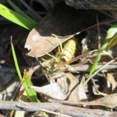 Vespula germanica (European wasp) at Denman Prospect 2 Estate Deferred Area (Block 12) - 19 May 2022 by Christine