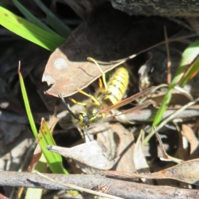 Vespula germanica (German Yellowjacket Wasp (also known as European Wasp)) at Molonglo Valley, ACT - 19 May 2022 by Christine