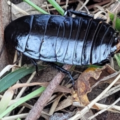 Platyzosteria melanaria (Common Eastern Litter Runner) at Dunlop Grasslands - 22 May 2022 by trevorpreston