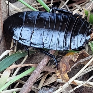 Platyzosteria melanaria at Fraser, ACT - 22 May 2022