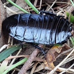 Platyzosteria melanaria at Fraser, ACT - 22 May 2022