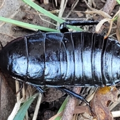 Platyzosteria melanaria at Fraser, ACT - 22 May 2022 10:13 AM