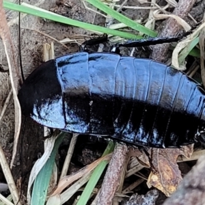 Platyzosteria melanaria at Fraser, ACT - 22 May 2022 10:13 AM