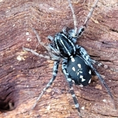 Nyssus albopunctatus (White-spotted swift spider) at Dunlop Grasslands - 22 May 2022 by trevorpreston