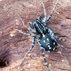 Nyssus coloripes (Spotted Ground Swift Spider) at Dunlop Grasslands - 22 May 2022 by trevorpreston