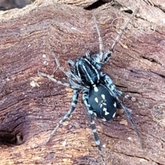 Nyssus coloripes at Dunlop Grasslands - 22 May 2022