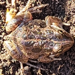 Limnodynastes tasmaniensis at Fraser, ACT - 22 May 2022