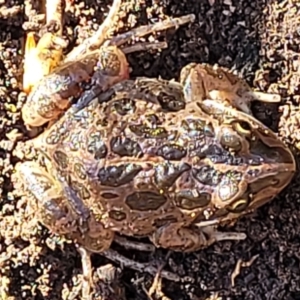 Limnodynastes tasmaniensis at Fraser, ACT - 22 May 2022